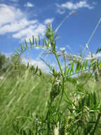 Image of Hairy Tare