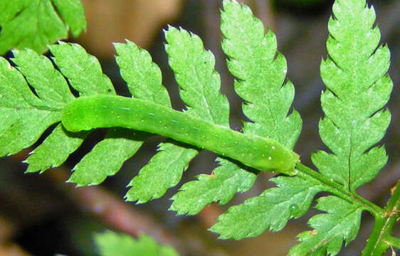 Plancia ëd Euplexia benesimilis McDunnough 1922