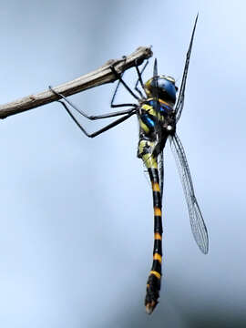 Image of Macromia bellicosa Fraser 1924