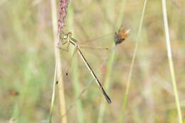 Image of Migrant Spreadwing