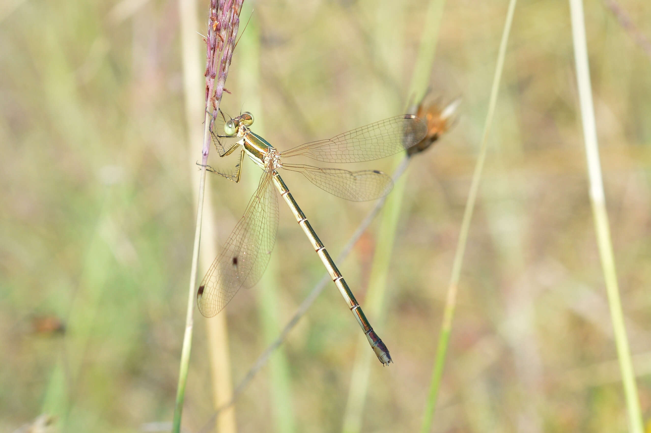 Image of Migrant Spreadwing