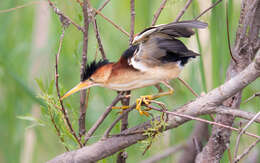 Image of Least Bittern