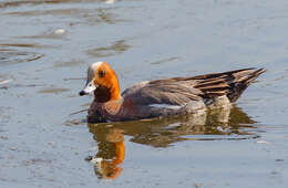 Image of Eurasian Wigeon