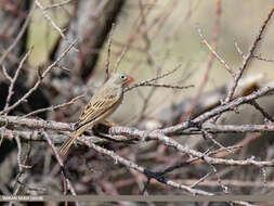 Image of Grey-necked Bunting