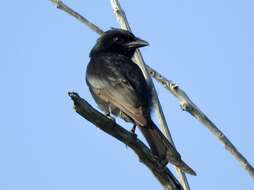 Image of Aldabra Drongo