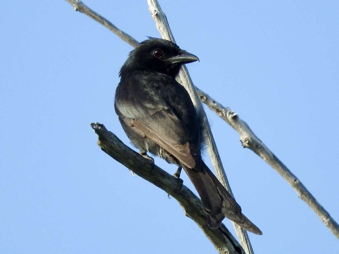 Image of Aldabra Drongo