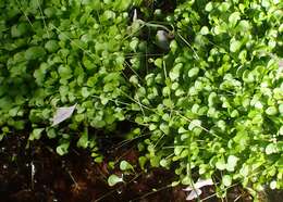 Image of Utricularia sandersonii Oliv.