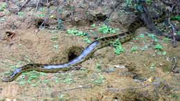 Image of Bolivian Anaconda