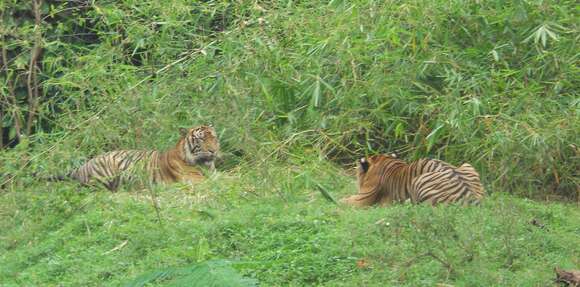 Image of Sumatran Tiger