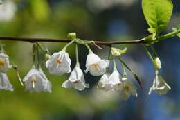 Imagem de Halesia carolina L.