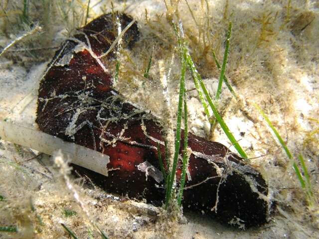 Image de concombre de mer ensablé