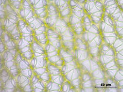 Image of papillose sphagnum