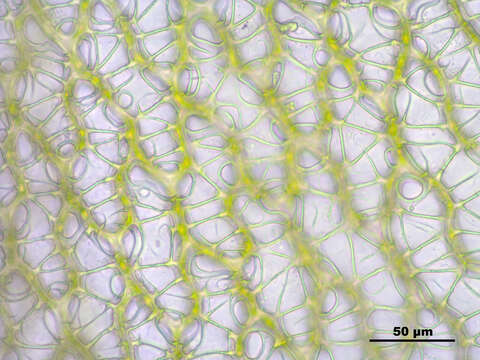 Image of papillose sphagnum