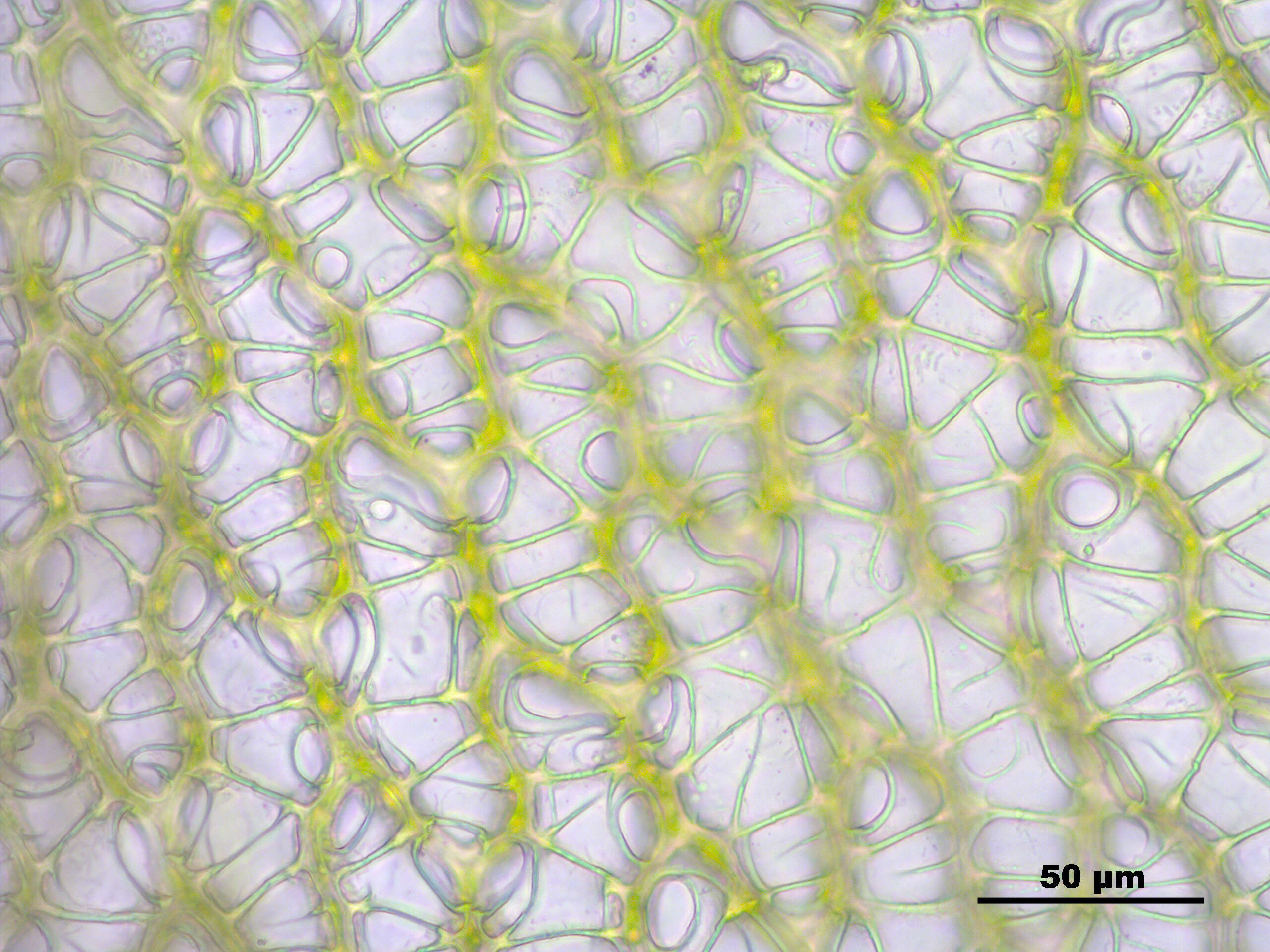 Imagem de Sphagnum papillosum Lindberg 1872