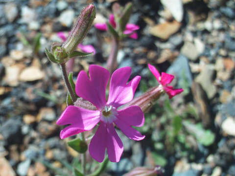 Image of Silene stockenii Chater