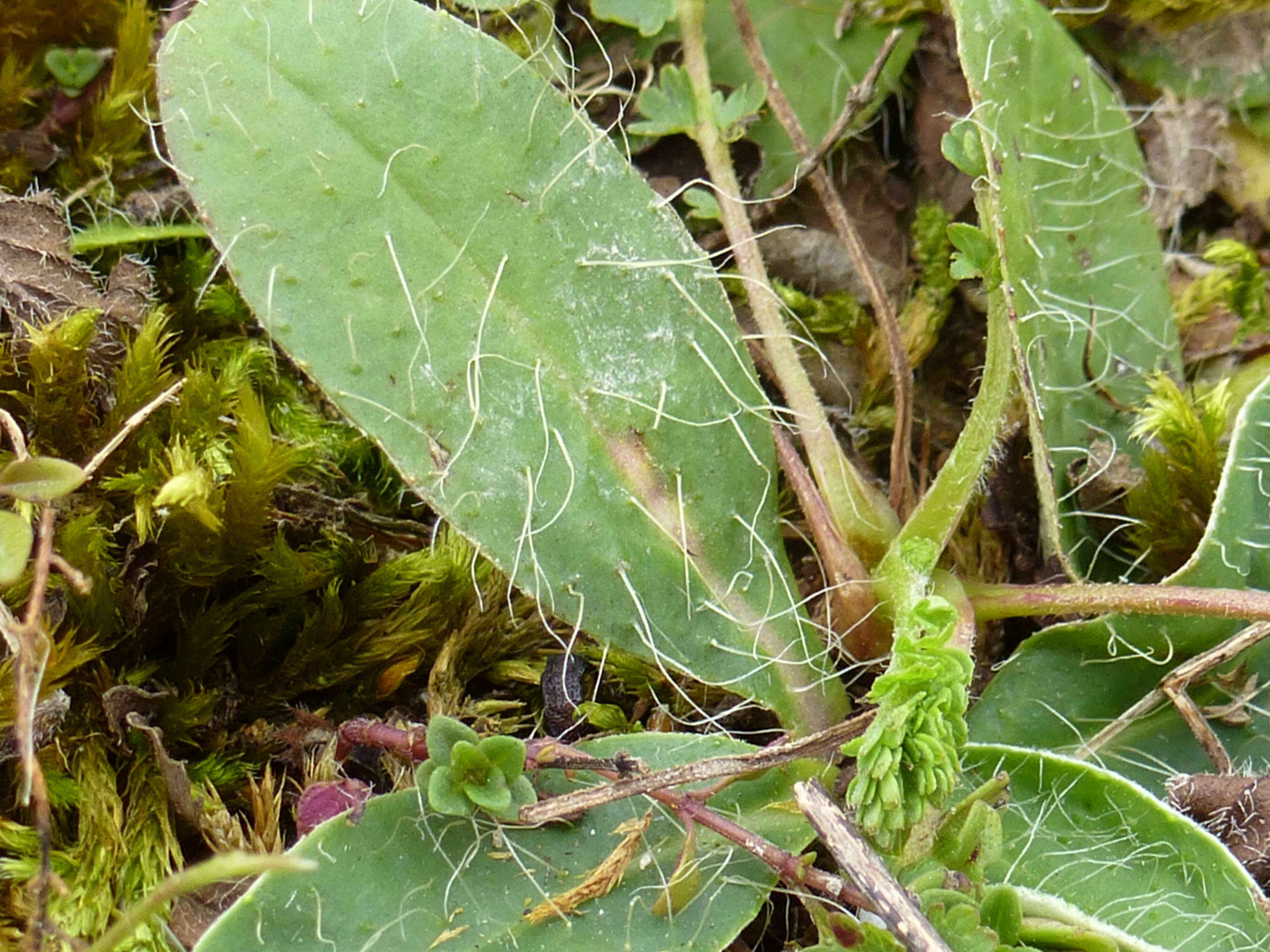 Image of Mouse-ear-hawkweed