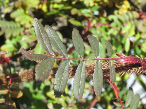 Rosa sericea Lindl. resmi