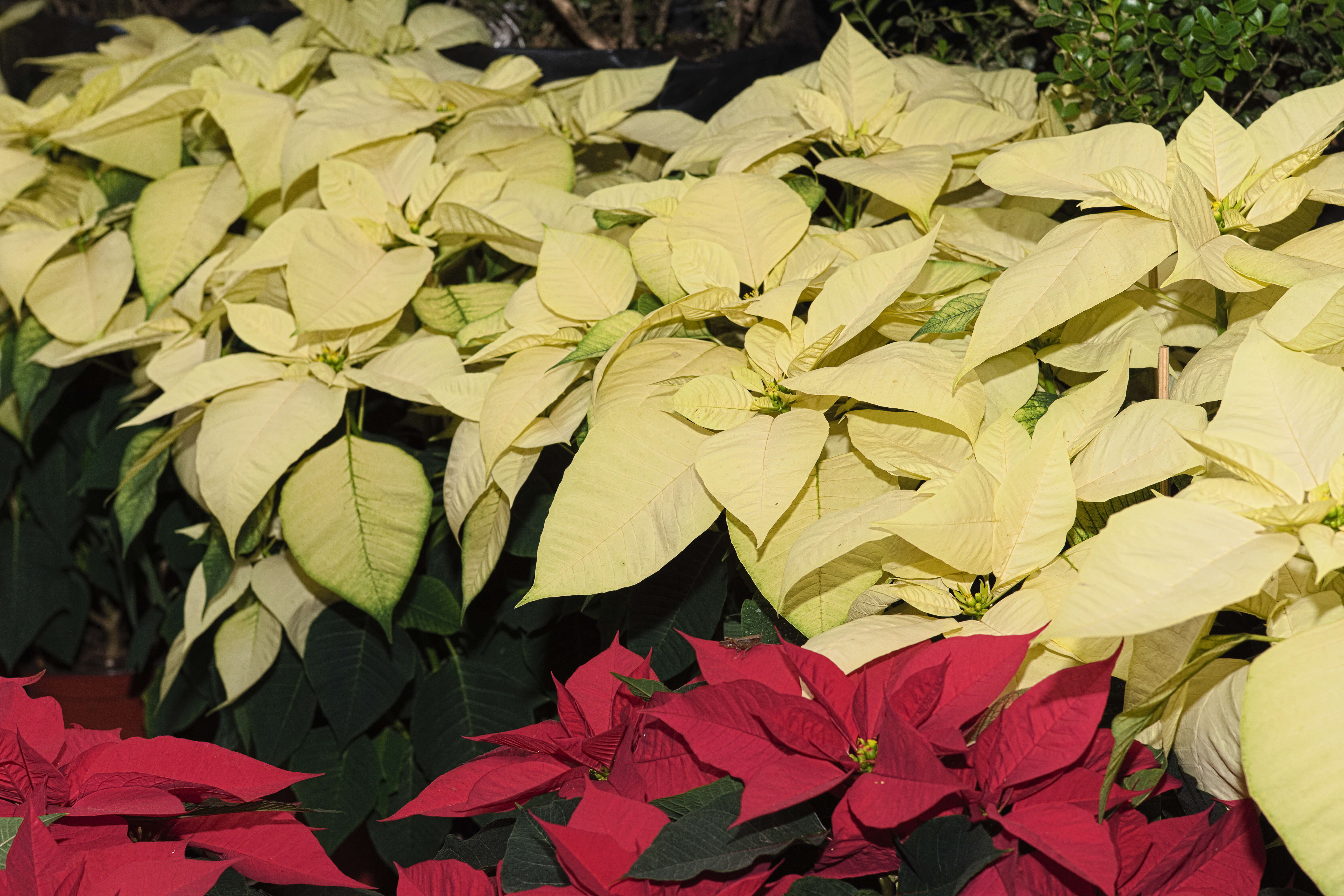 Image of poinsettia