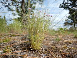 Image of shaggy fleabane