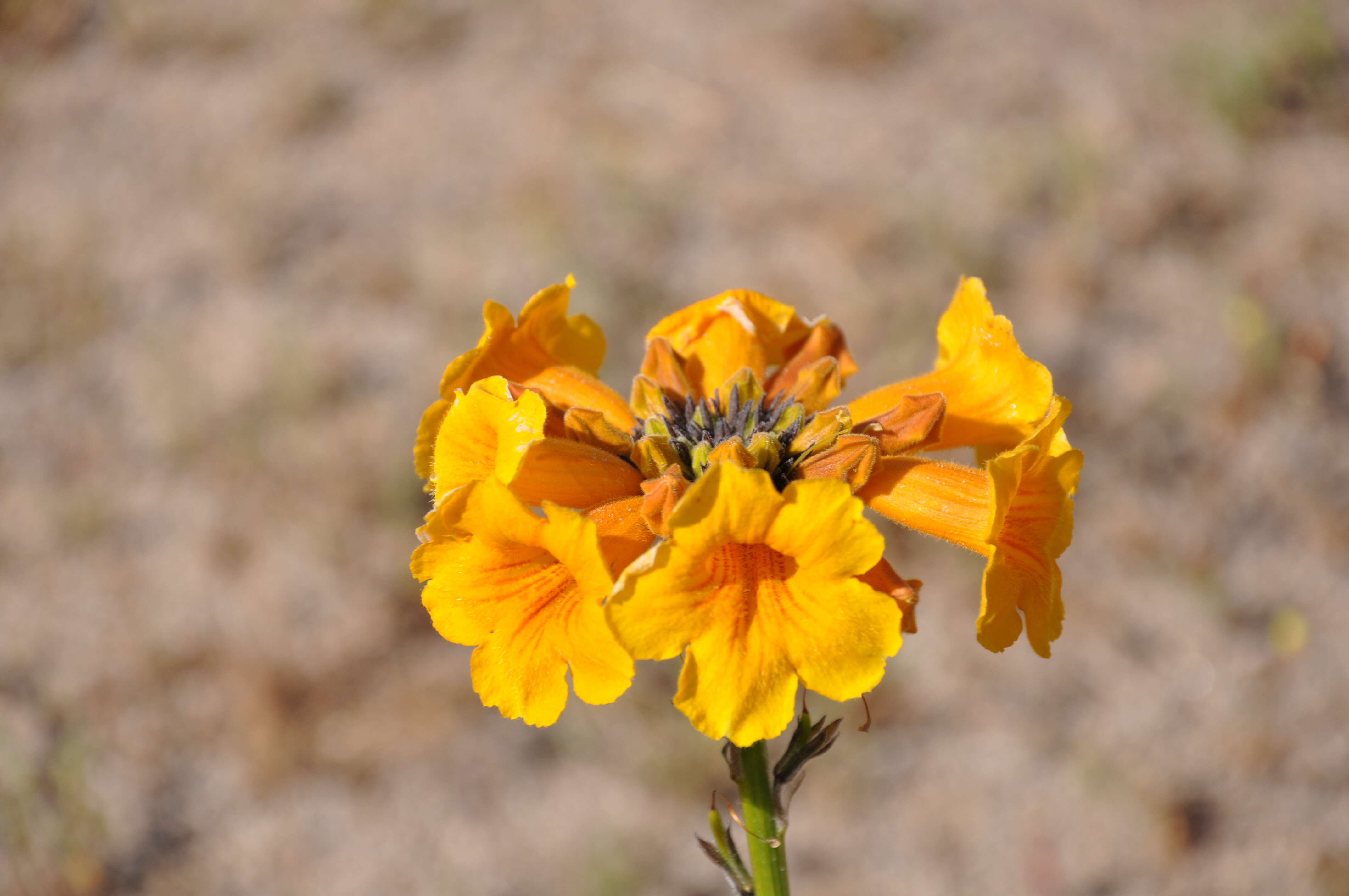 Imagem de Argylia radiata (L.) D. Don