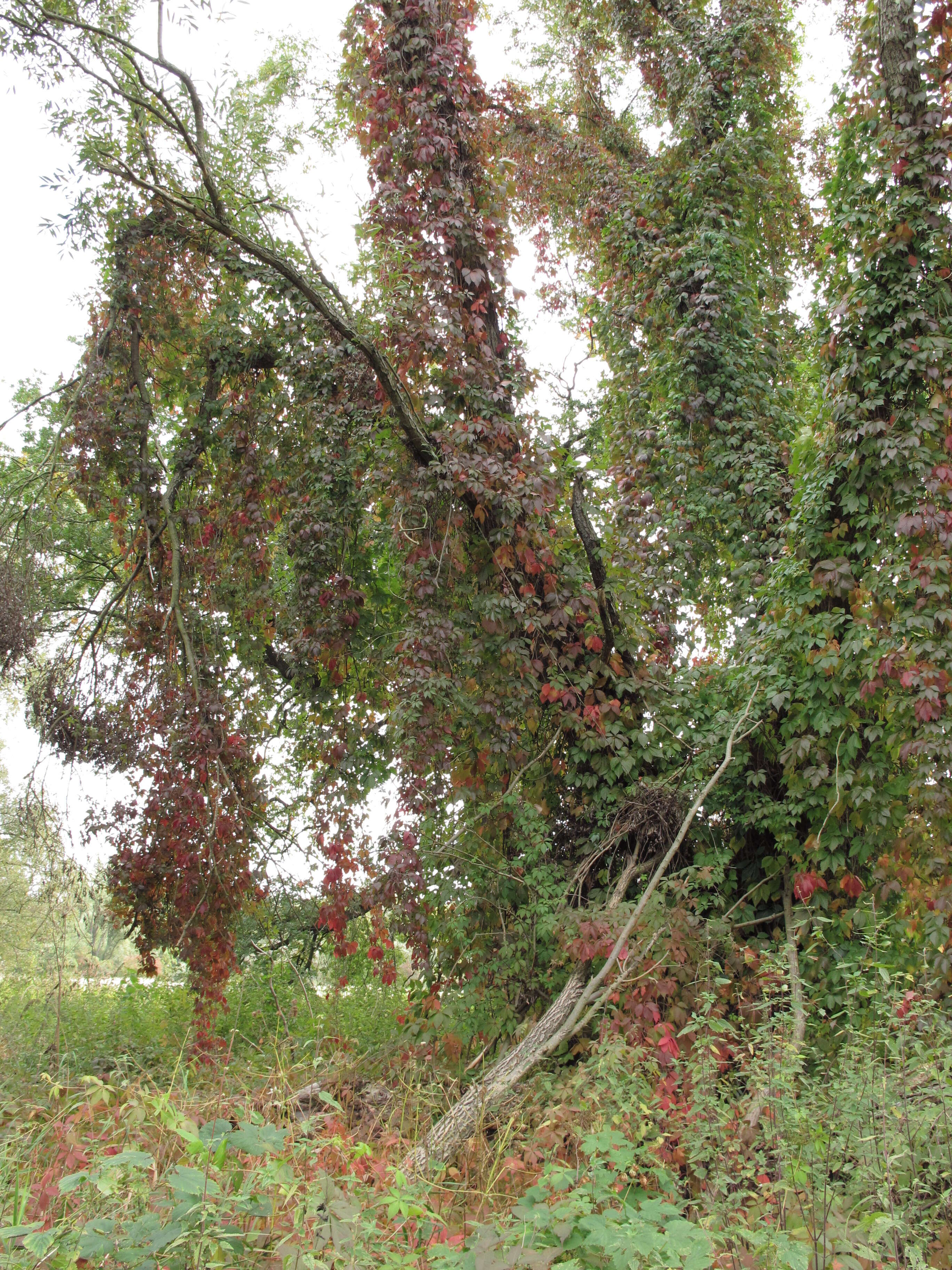 Image de vigne vierge commune