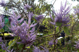 Image of Ginger Bush