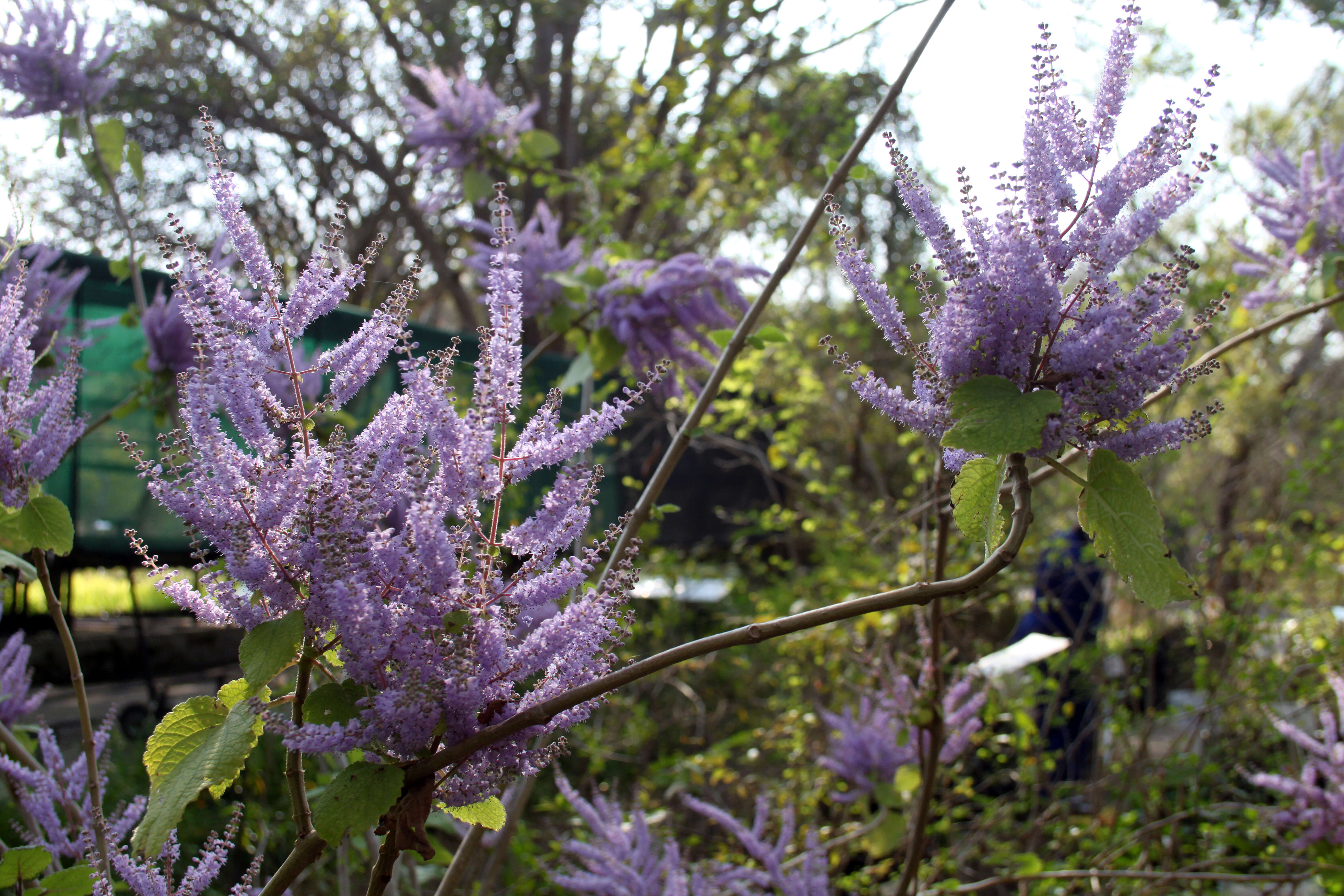 Image of Ginger Bush