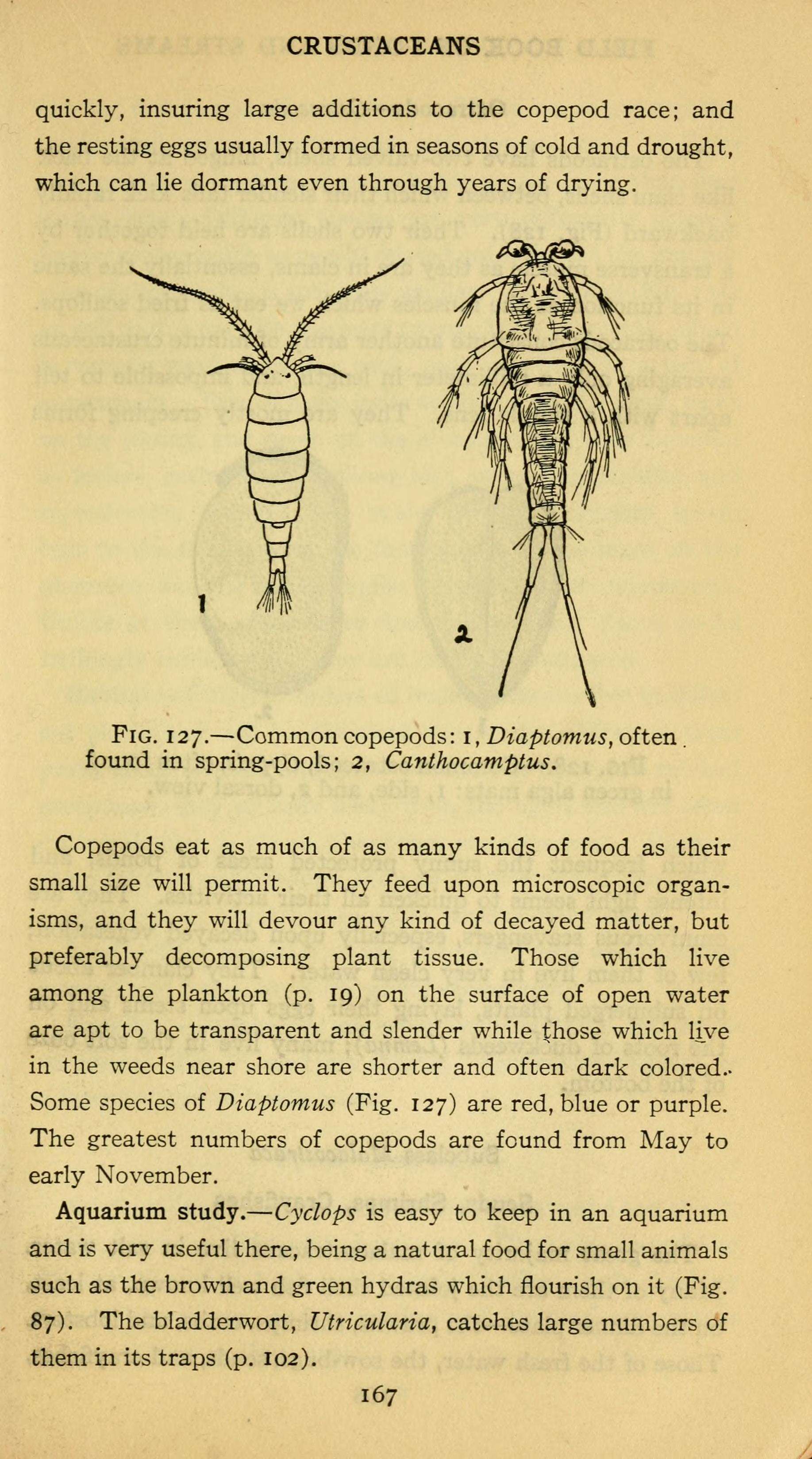 Diaptomus rostripes Herbst 1955的圖片