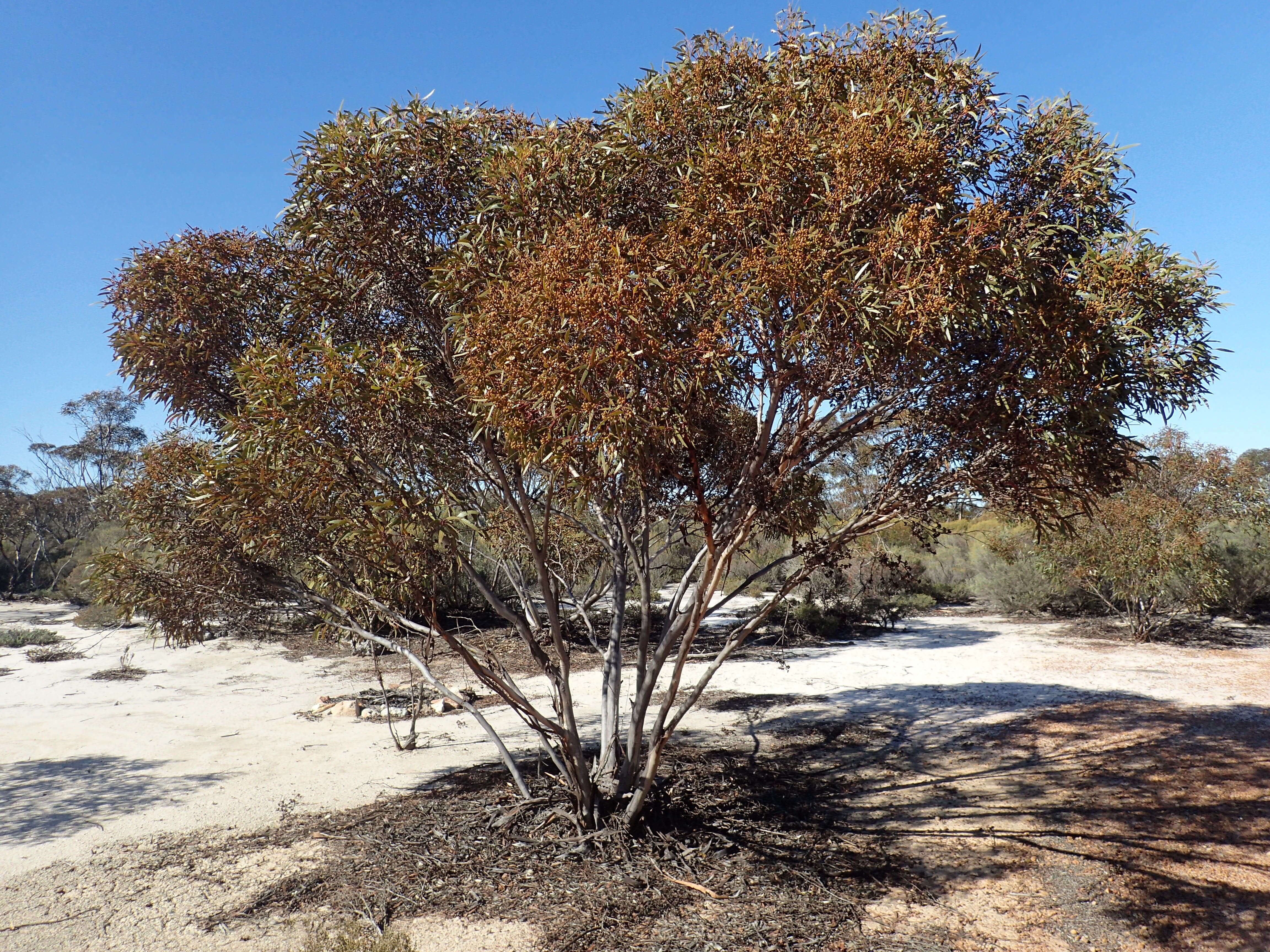 Eucalyptus pileata Blakely resmi