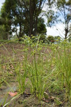 Image of Tall flatsedge