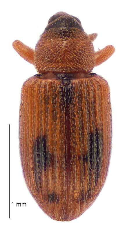 Image de Peristoreus