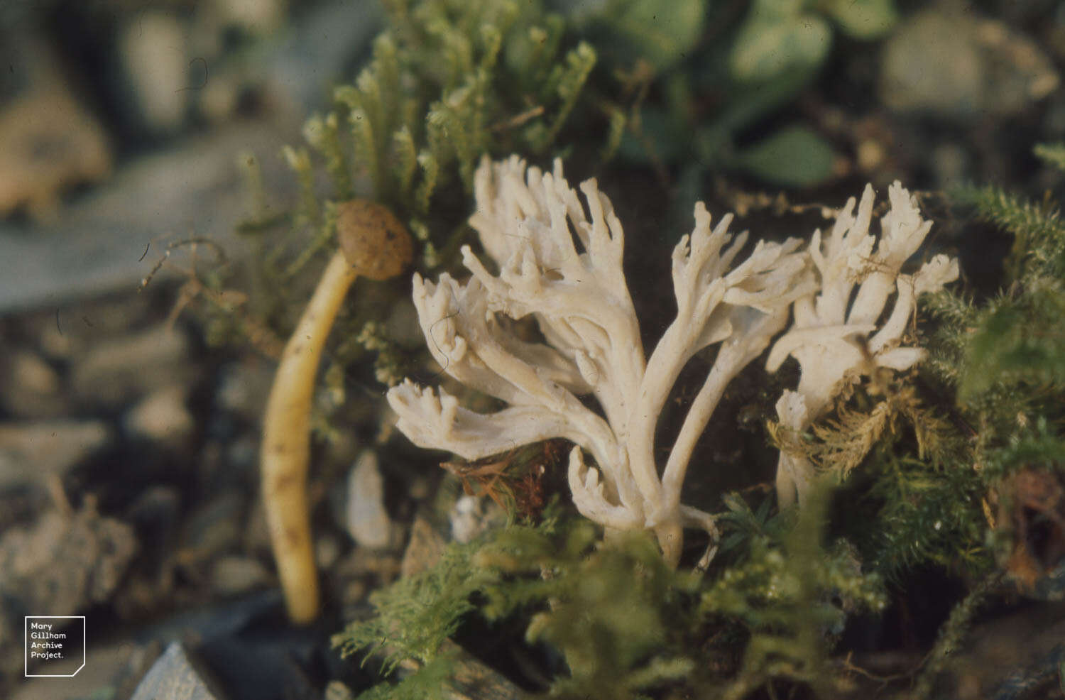 Image of Leotia lubrica (Scop.) Pers. 1797