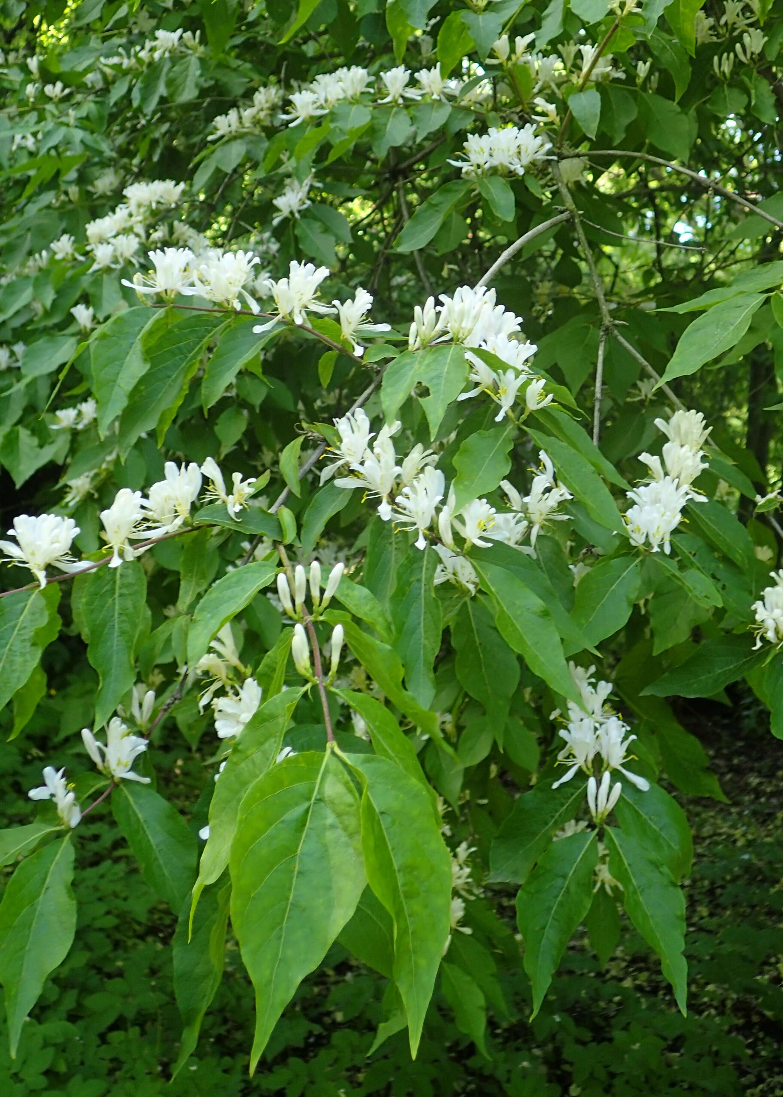 Image of Amur honeysuckle