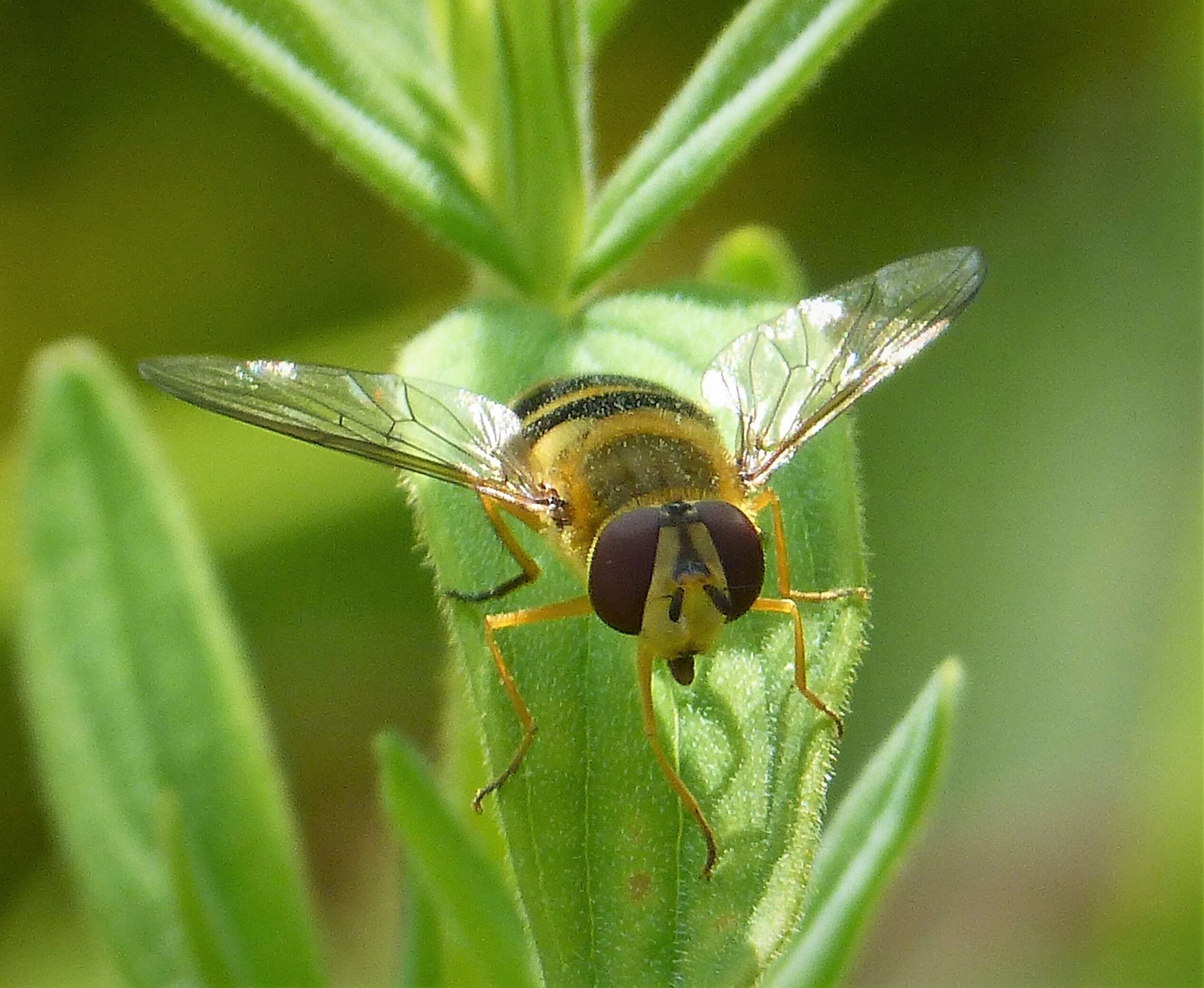 Plancia ëd Syrphus ribesii (Linnaeus 1758)