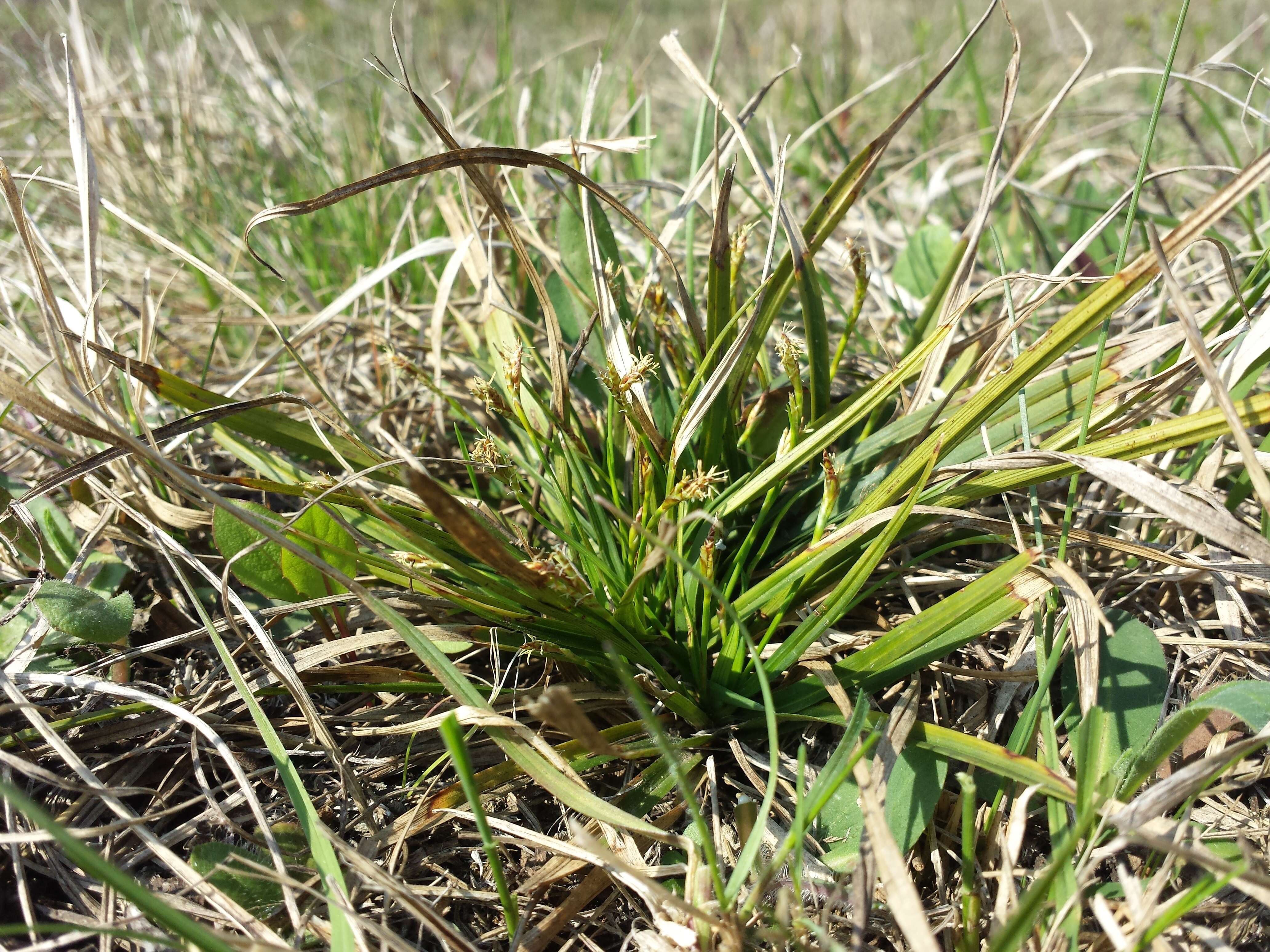 Image of Carex ornithopoda Willd.