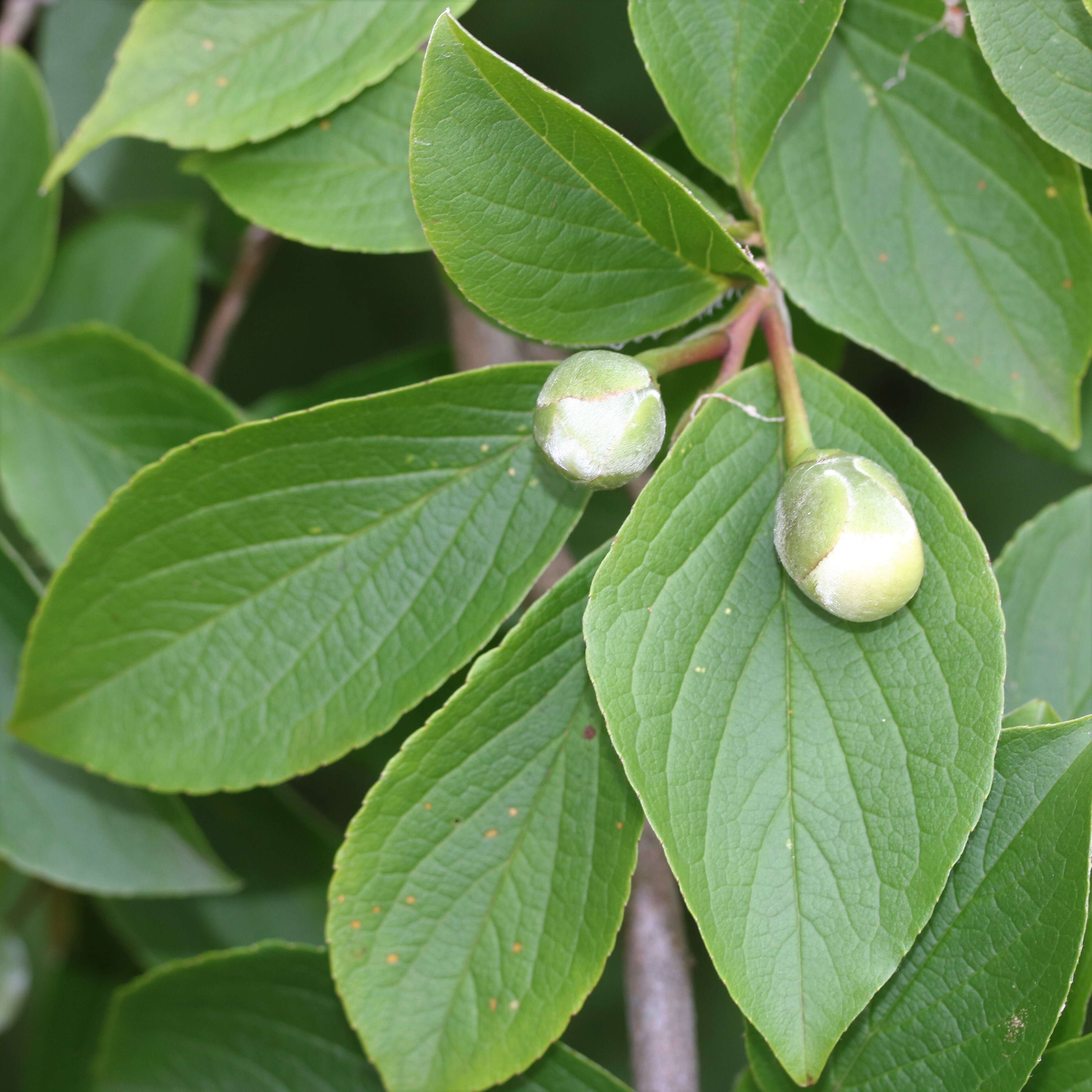 Imagem de Stewartia pseudocamellia Maxim.