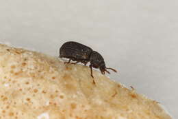 Image of Eledona agricola