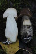 Image of Leccinum scabrum (Bull.) Gray 1821