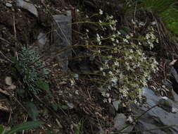 Image of Encrusted Saxifrage