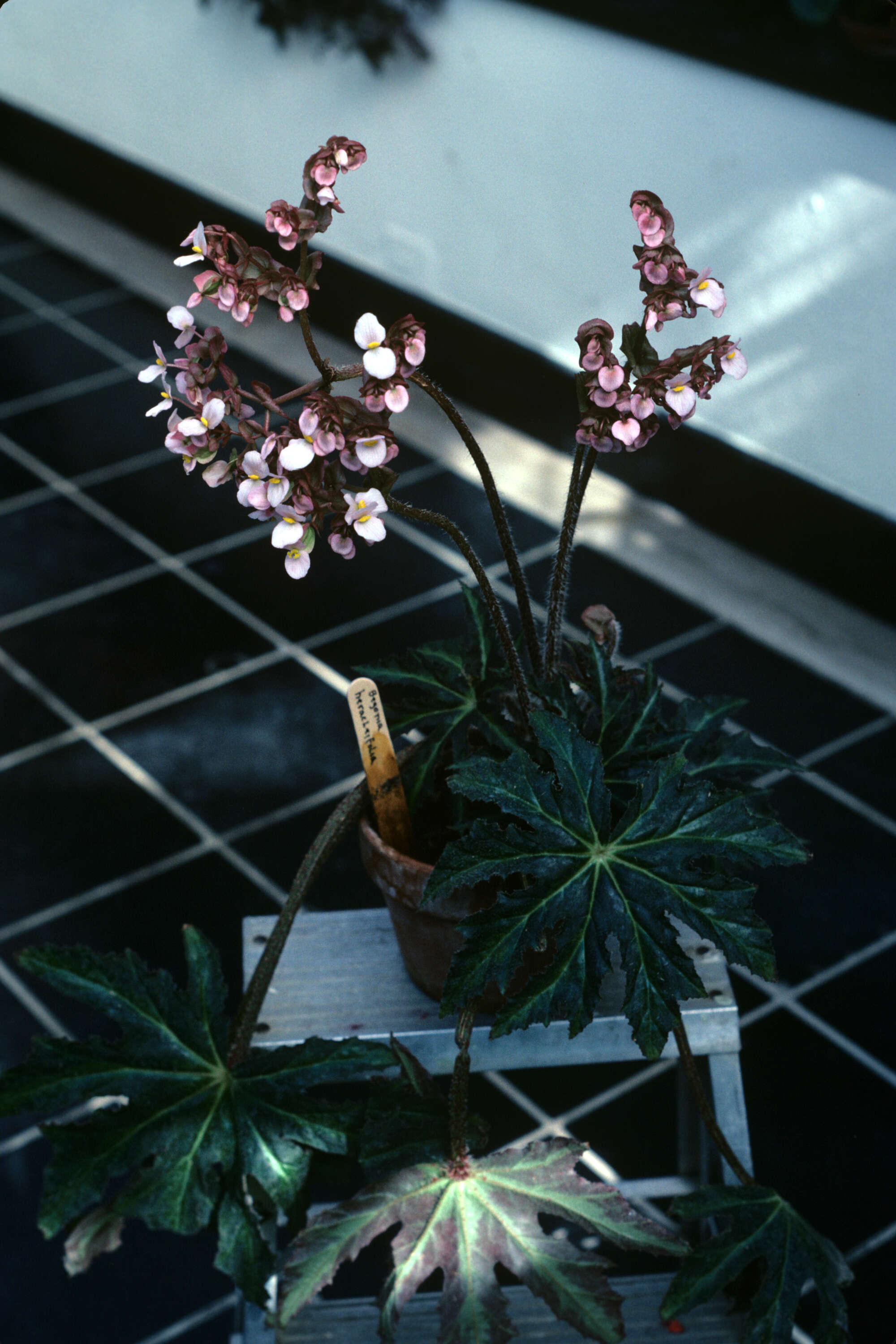 Image of starleaf begonia