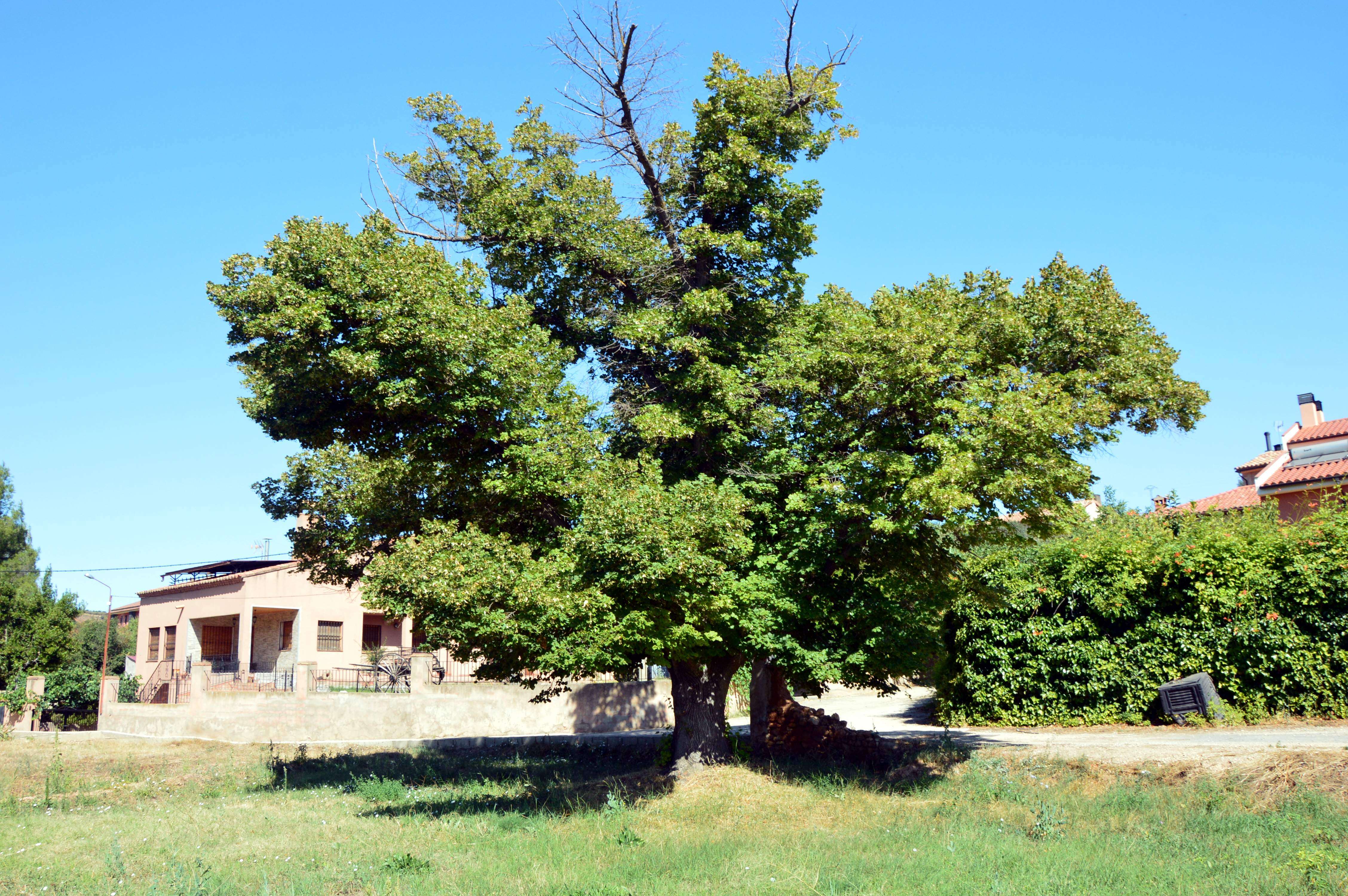 Image of Basswood