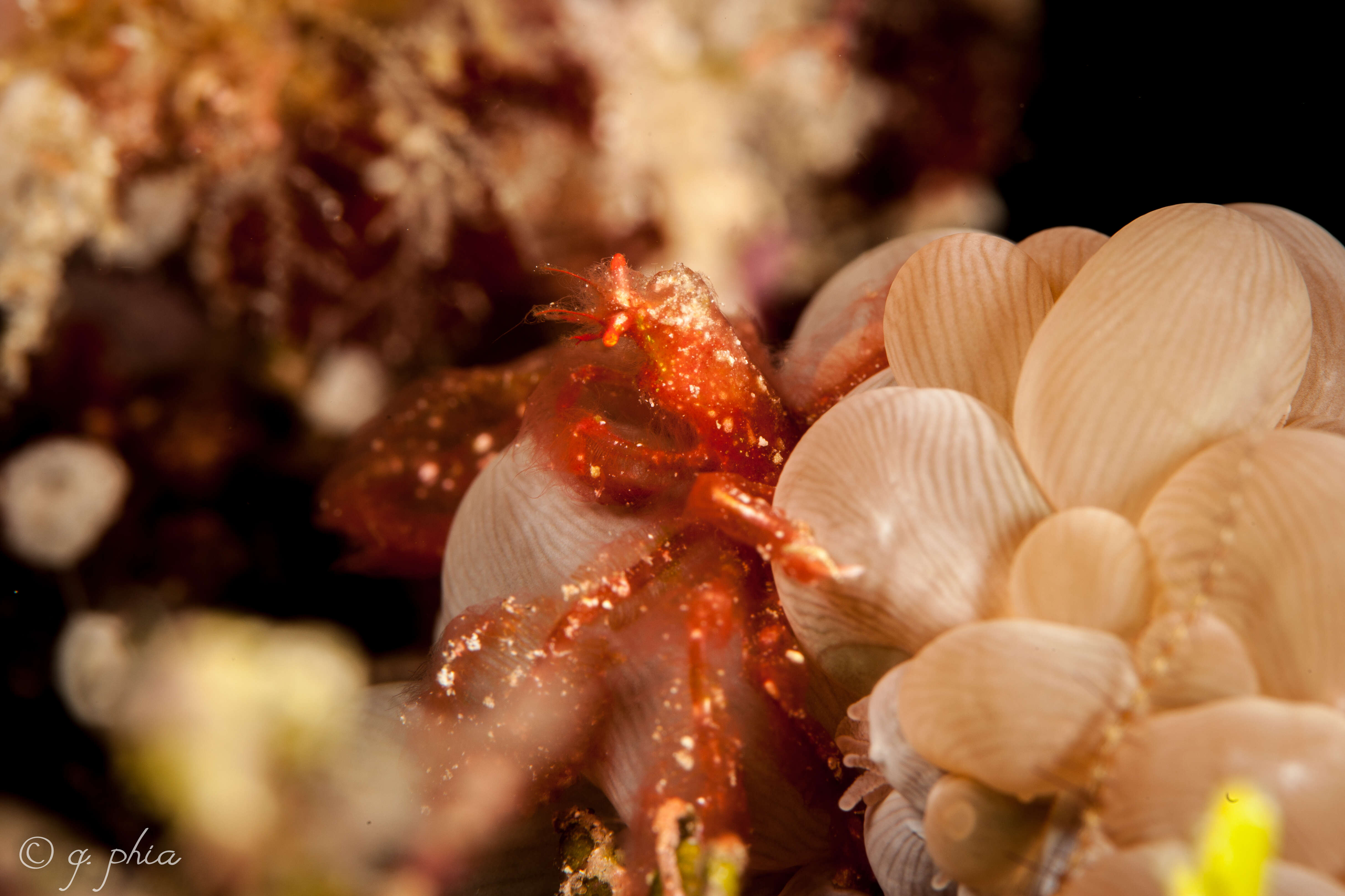 Image of Orangutang crab