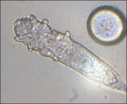 Image of Follicle mites
