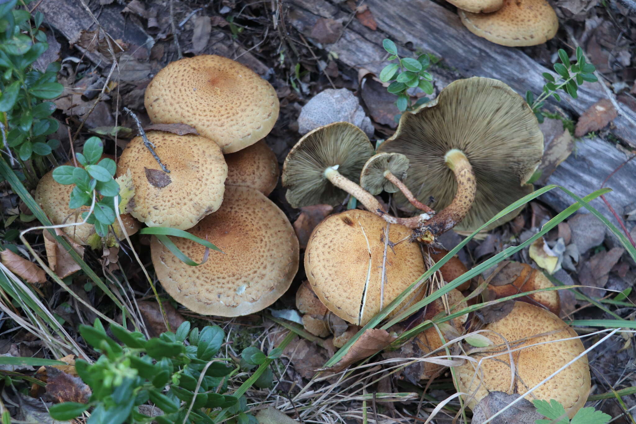 Pholiota squarrosa (Vahl) P. Kumm. 1871 resmi