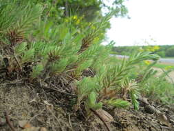 Image of Petrosedum rupestre (L.) P. Heath