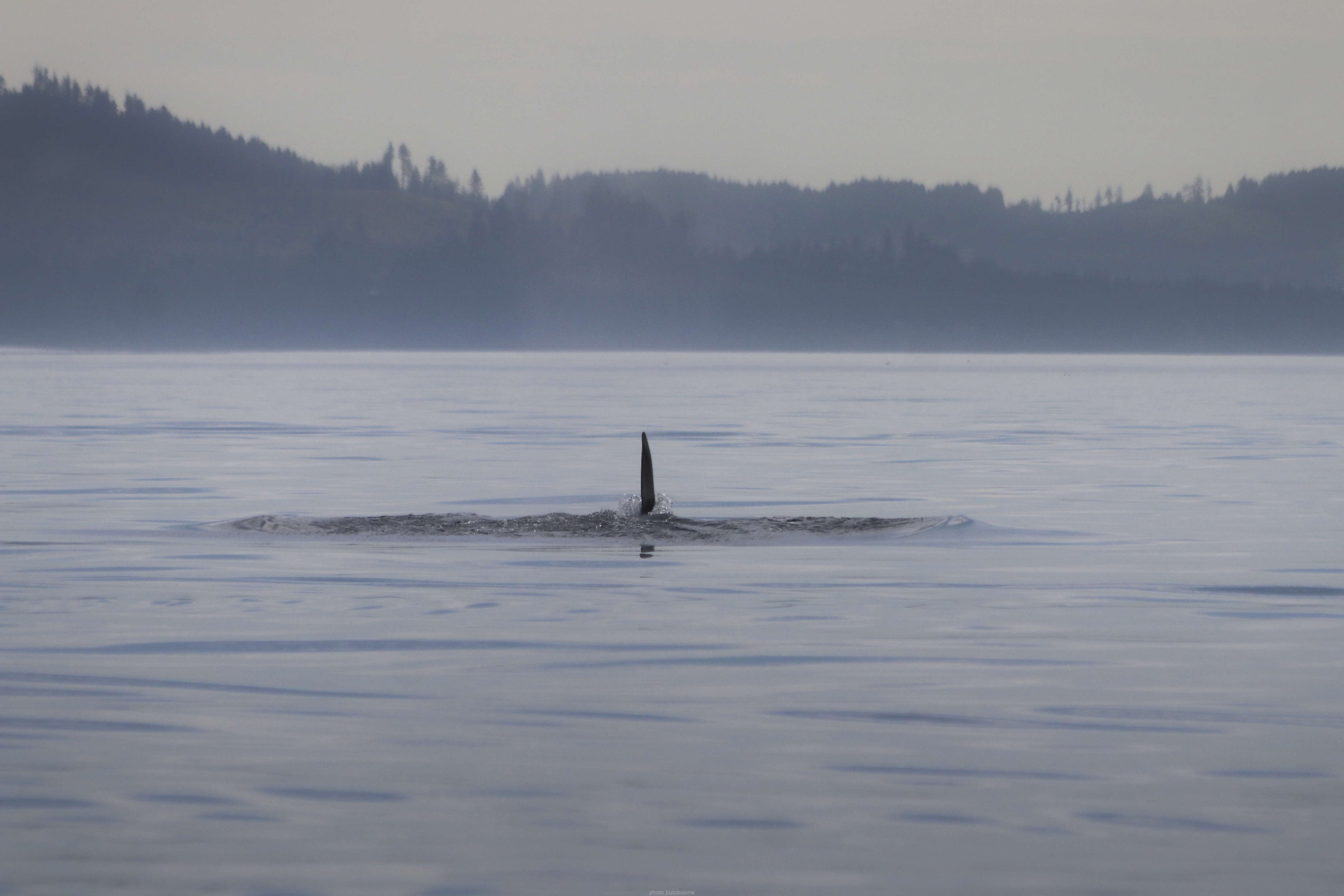 Image of killer whale