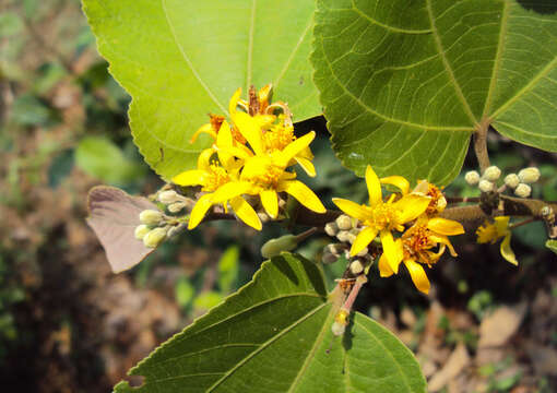 Image of Grewia tiliifolia Vahl