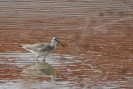 Image of Gray-tailed Tattler