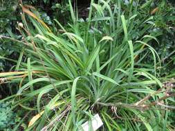 Image de Hemerocallis citrina Baroni