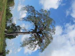 Image of kapoktree